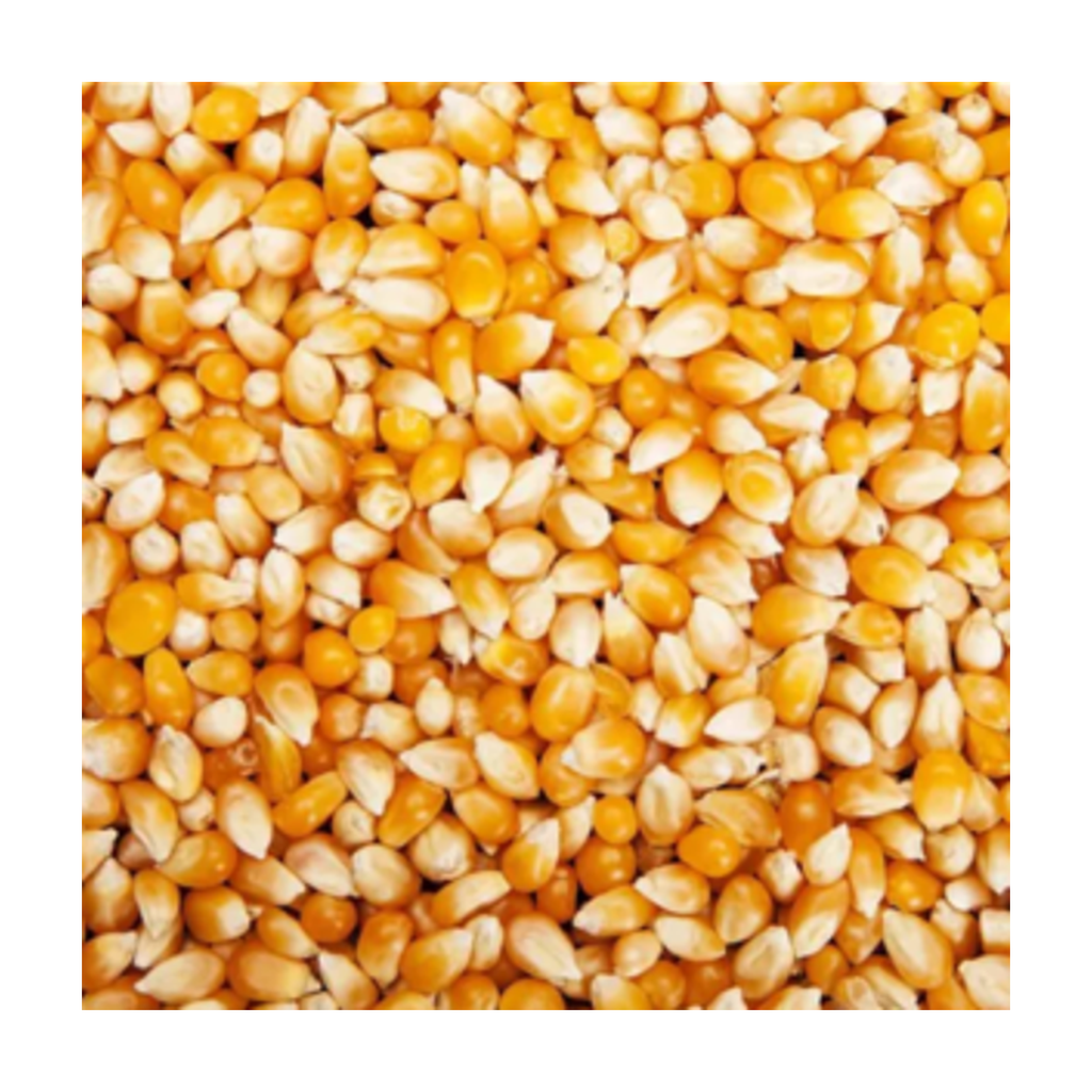 [MM-MAISPOP05KG] 5kg - Maïs à pop-corn bio - Moulin des Moines