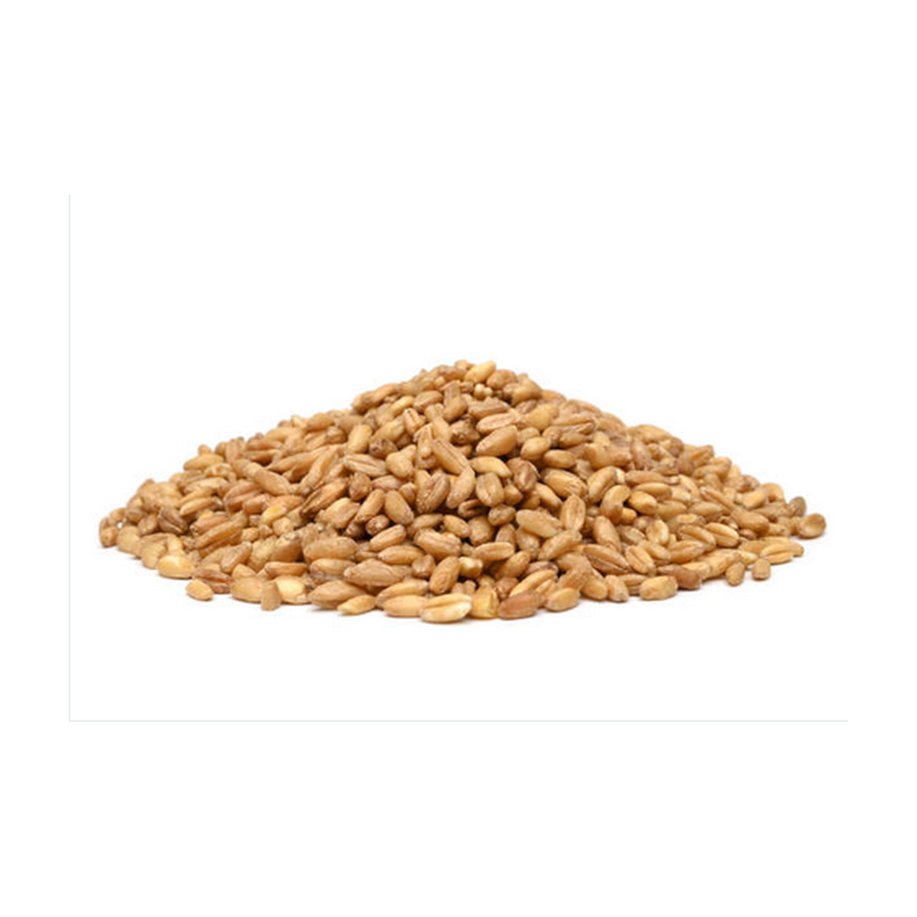 [BC-END10KG] 10kg - Petit épeautre (engrain) bio - Biocer